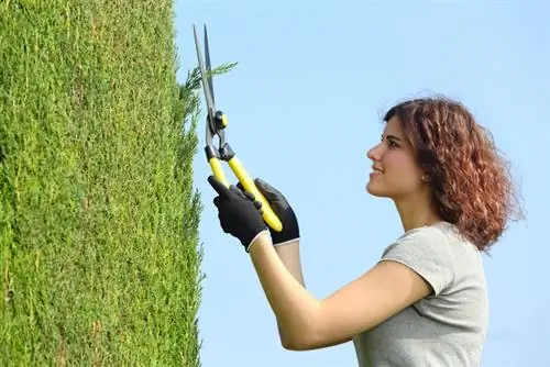 Cypress topiary