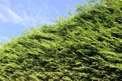 Cypress купуялык экраны