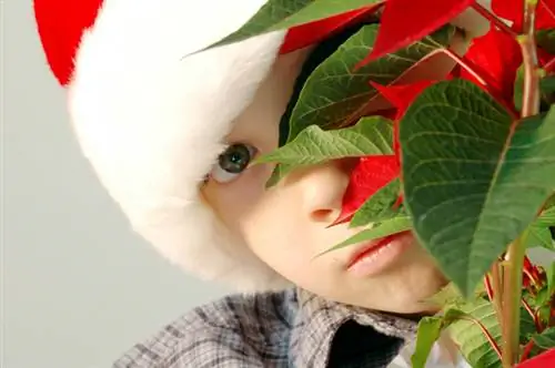 Makan poinsettia