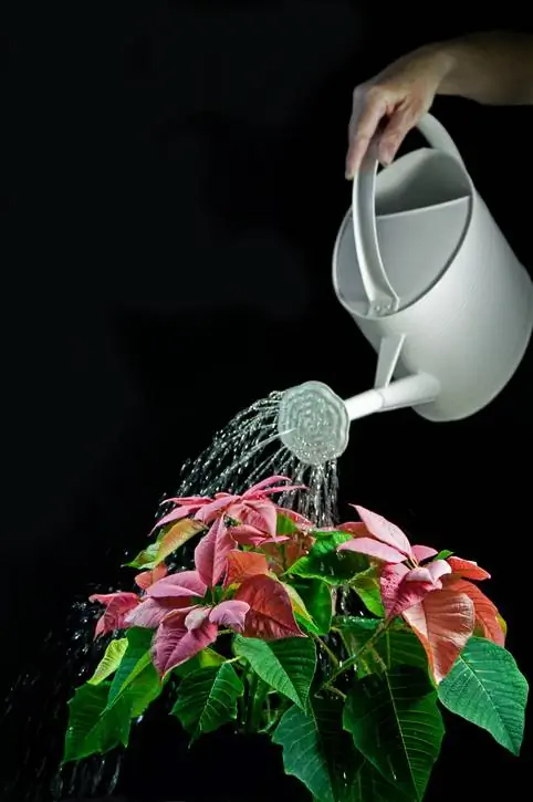 Water the poinsettia