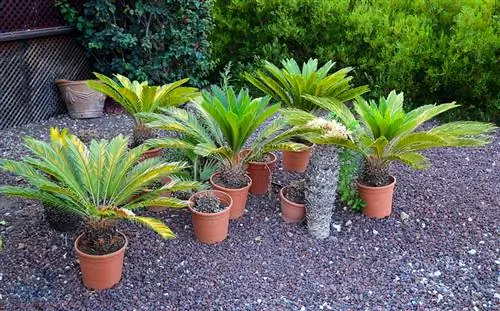 Zalivanje palm