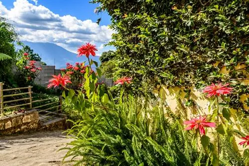 Flor de pascua en el jardín