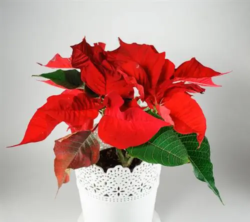 Le poinsettia laisse tomber ses feuilles