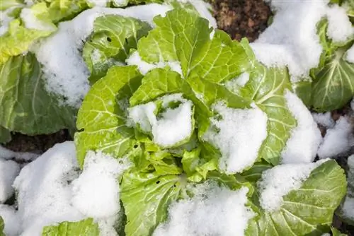 Kailan mag-aani ng Chinese cabbage