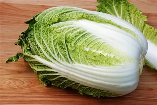 Chinese cabbage profile