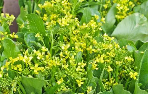 Chinese cabbage blossom