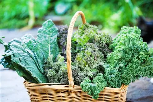 Tipos de kale: Descubre los diferentes tipos