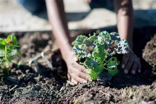 Plant out kale