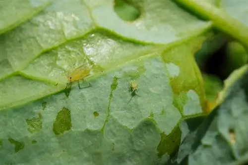 Kale whitefly chakula