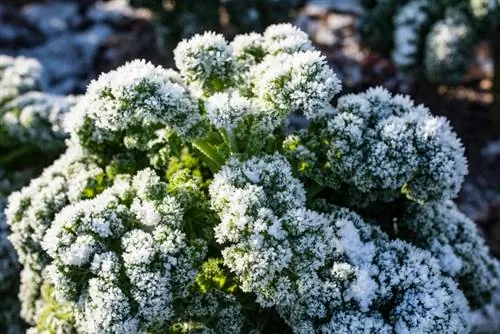 Grønnkål: Hvorfor høstes den først etter frost?