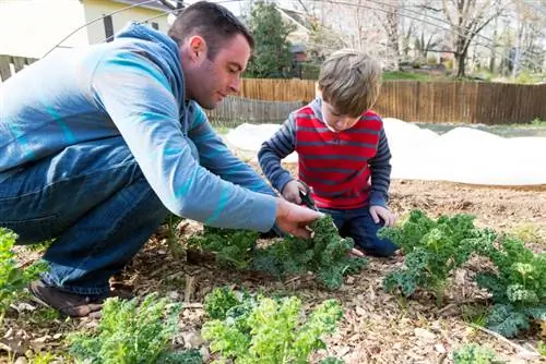 When to harvest kale