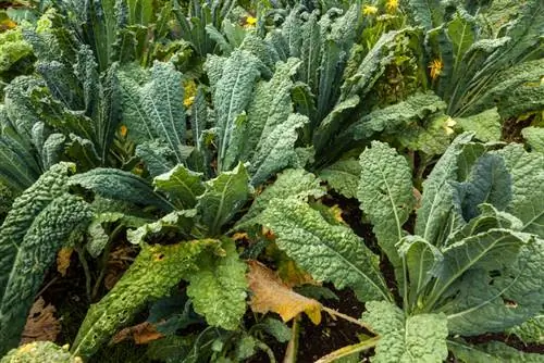 Kale menjadi kuning