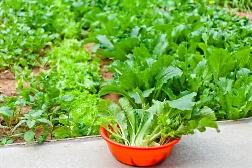 Pag-aani ng Pak Choi: Paano matukoy ang tamang oras