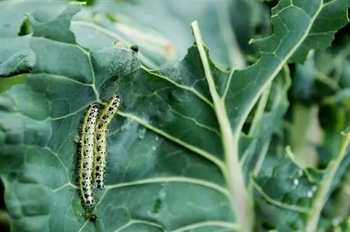 Kale: Rozpoznejte škůdce, předcházejte jim a bojujte proti nim