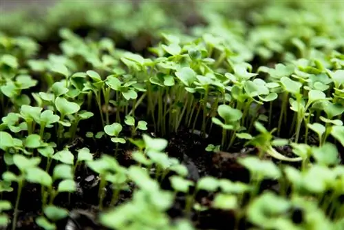 Cultivarea Pak Choi: pas cu pas spre succes