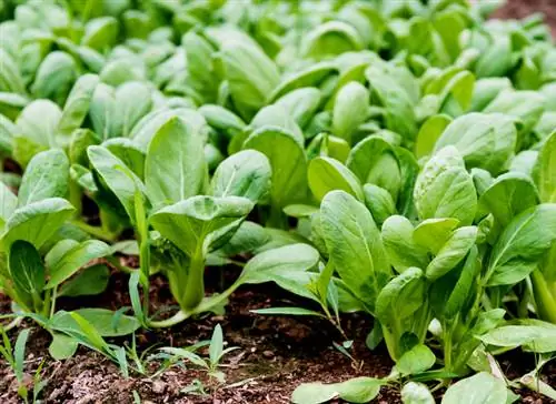 Posadite bok choy