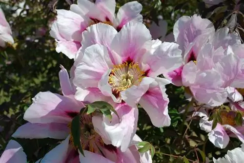 Peony pohon di taman