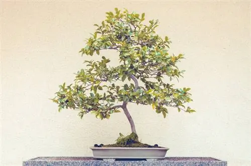 Latih bunga kamelia untuk bonsai