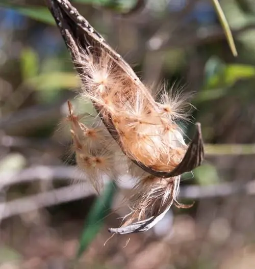 Biji oleander