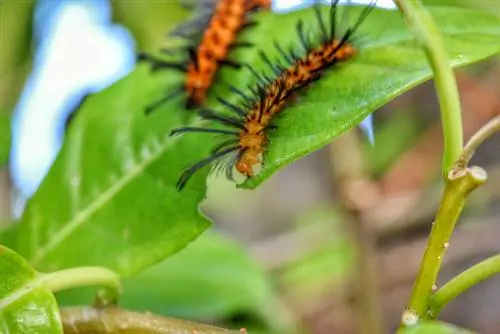 ওলেন্ডার পাকানো পাতা