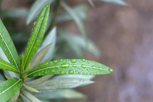 Oleander geen bloem