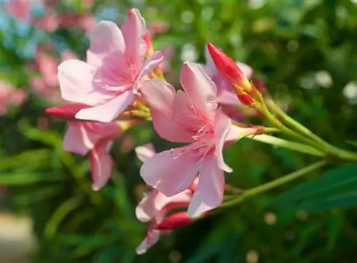 Oleander blooms