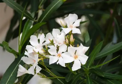 Inua oleander kama bonsai