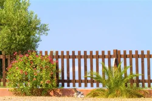 Planting oleander: This is also how it works in Germany