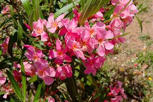 Oleander substratı