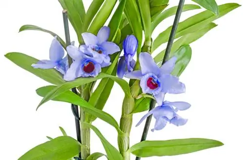 Orchidee Dendrobium snoeien