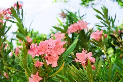 Oleander postane rjav