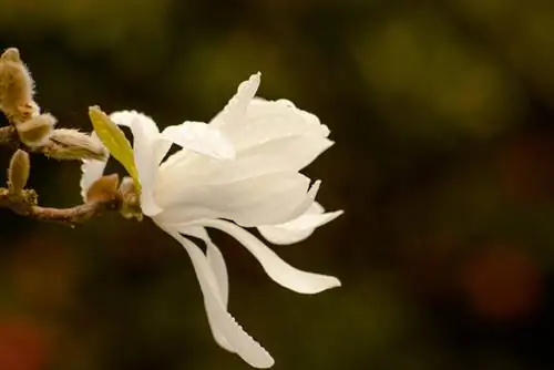 Water oleander