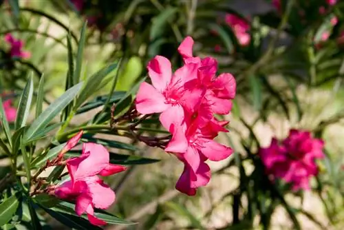 Plant out oleander