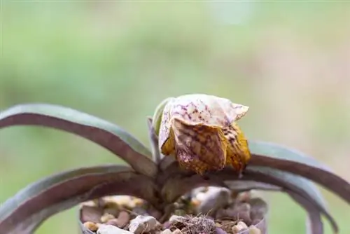 Orchidee sterft: verzorgingstips voor bloeiende Phalaenopsis