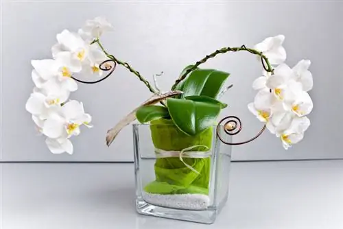 Orchidee in een glas