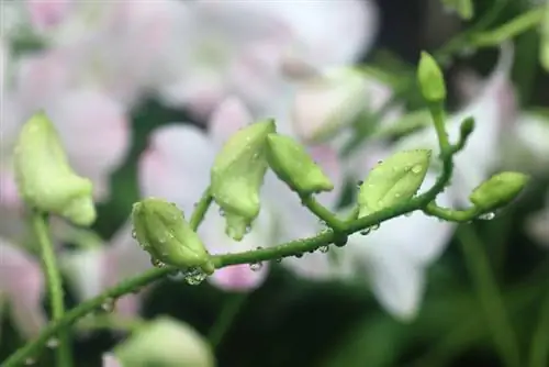 Pag-save ng mga orchid buds: Paano mapipigilan ang mga ito na mahulog