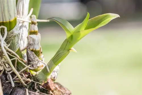 vástago de orquídea