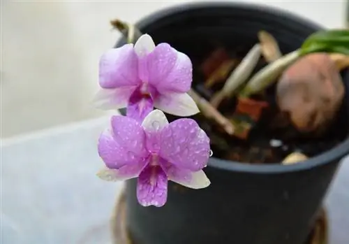 Orchidée sans feuilles