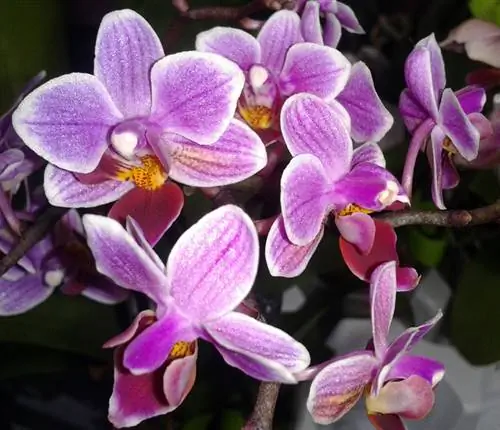 Cura de les orquídies papallones