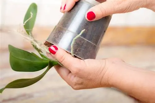 Planta de orquídea en vidrio.