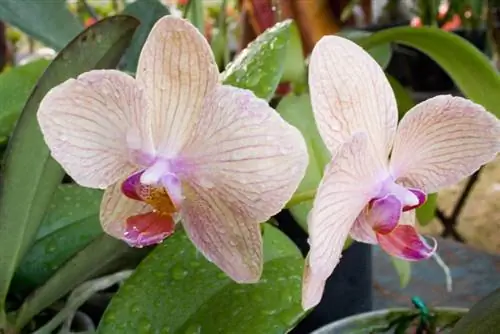 Orchidée trop humide