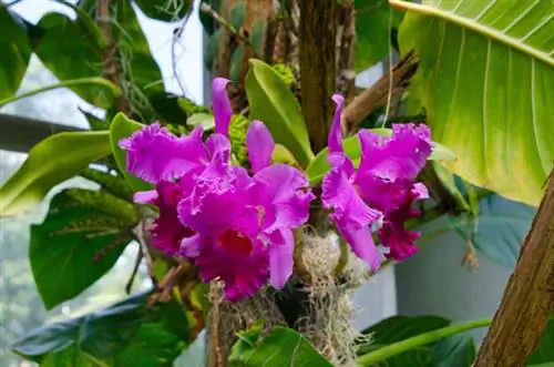 Success in tying orchids: tips and materials