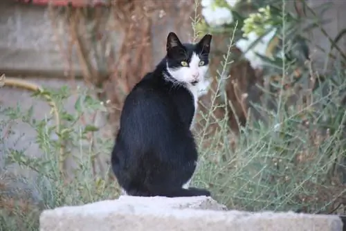 Γάτα πικροδάφνη