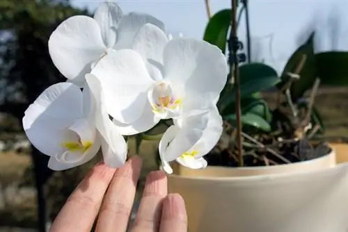 Orquídia preciosa