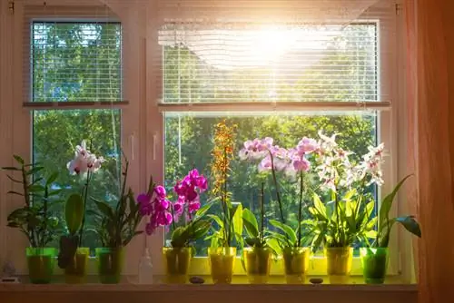 Coccole per le orchidee da interno: quali consigli ci sono dagli esperti?