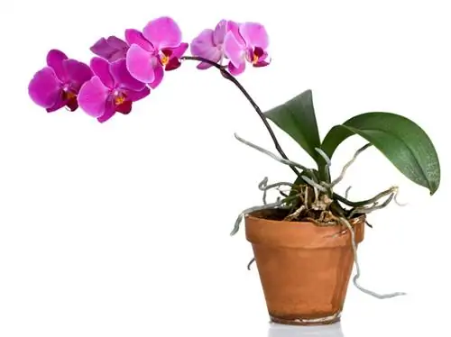 Orchid with many aerial roots: cut off or not?