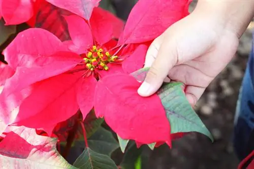 Esquejes de flor de pascua