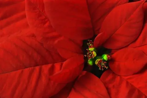 Namumulaklak ang Pointsettia