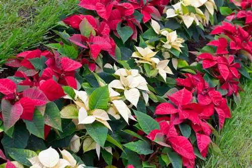 Plant poinsettias