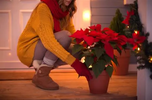 Poinsettia op die balkon: wanneer en hoe om dit behoorlik te versorg